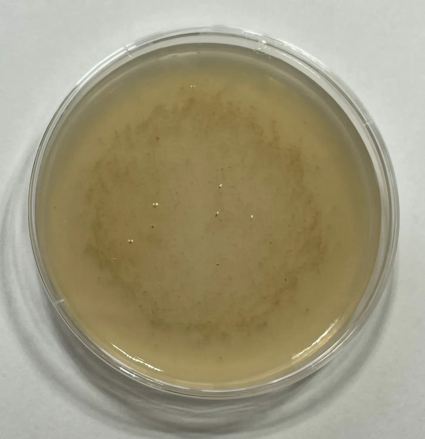 Petri Dish With Cubensis Spores