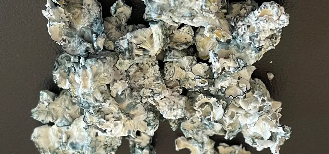 Dry Enigma Fruit