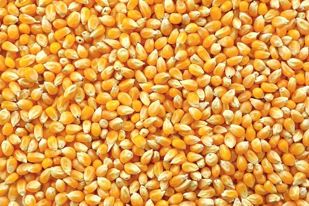 dry kernel corn