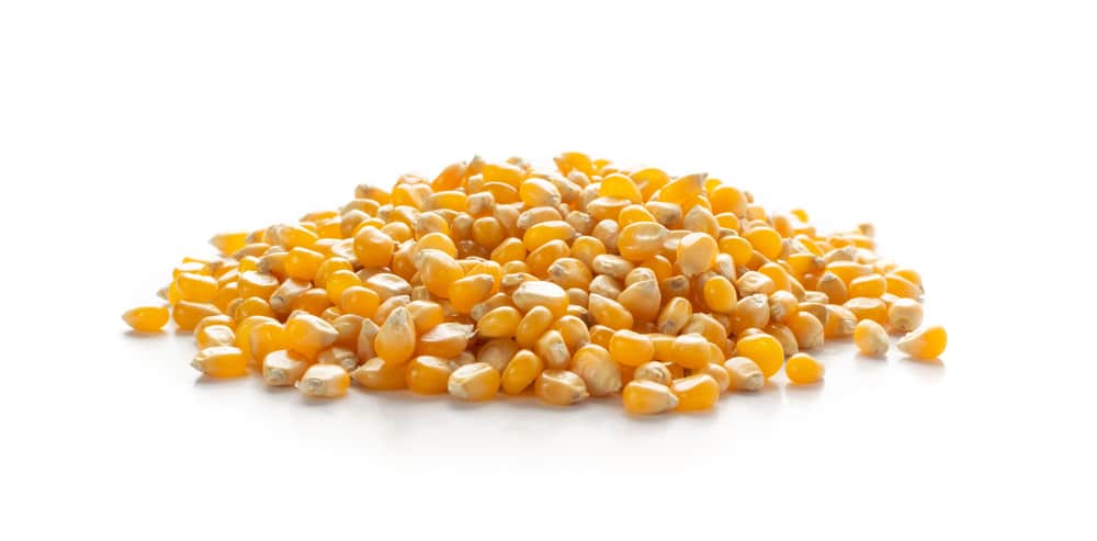Dry popcorn grain, ~6 lbs