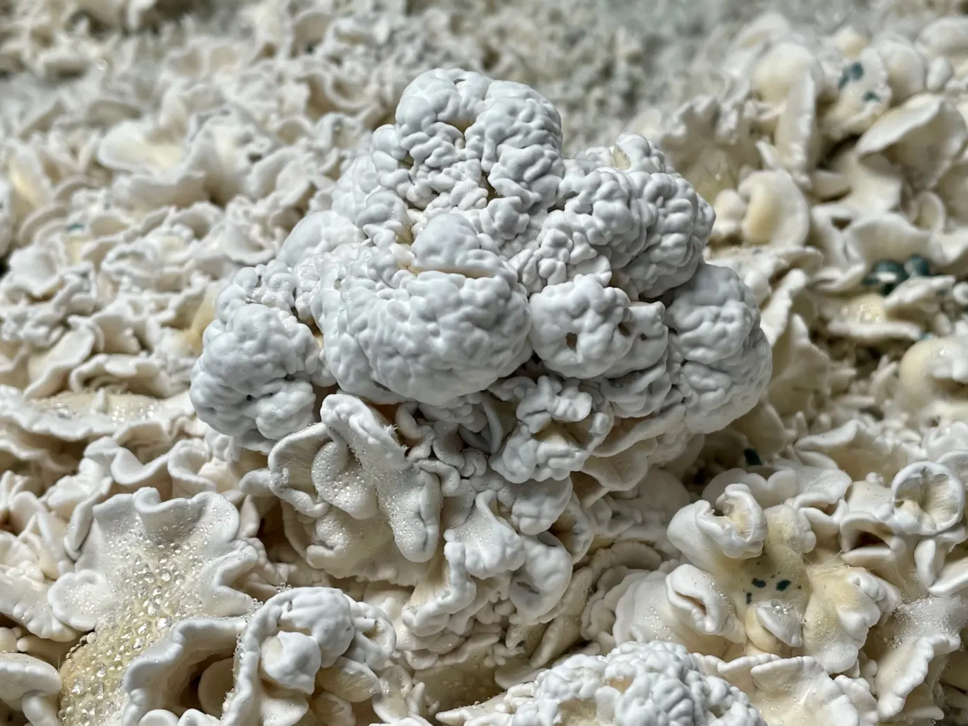 Fruiting Enigma Cubensis
