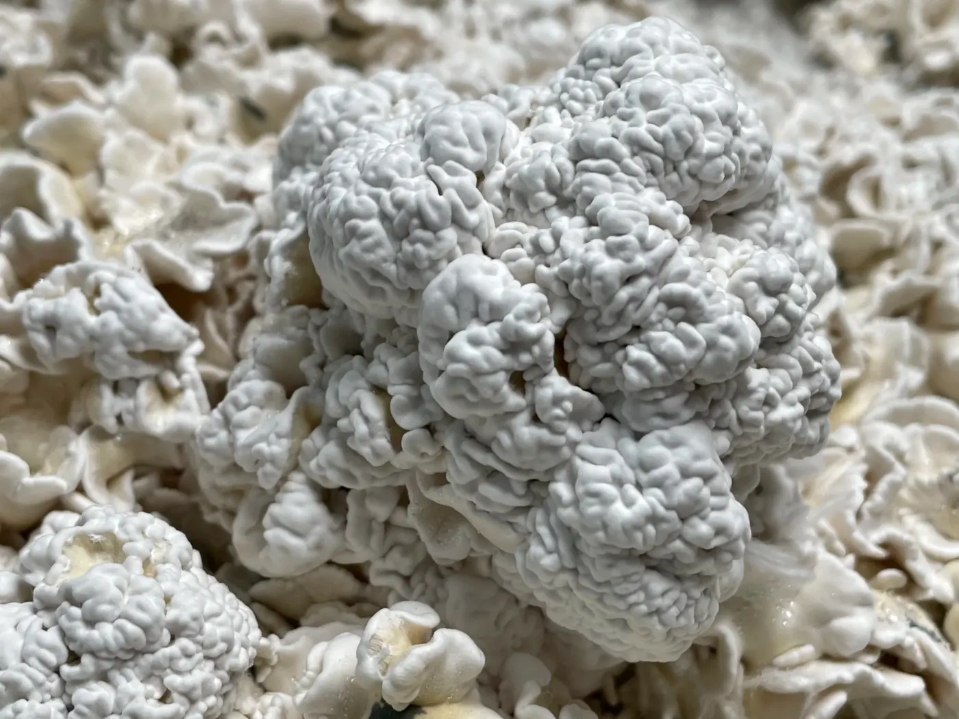 Enigma Cubensis