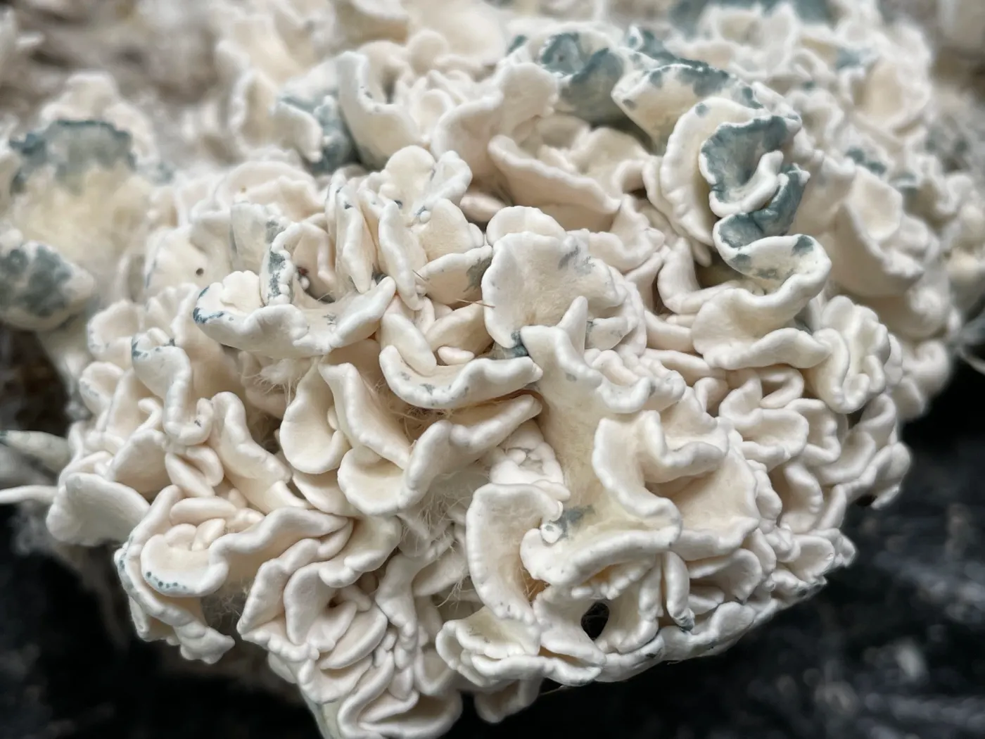 Enigma Close Up