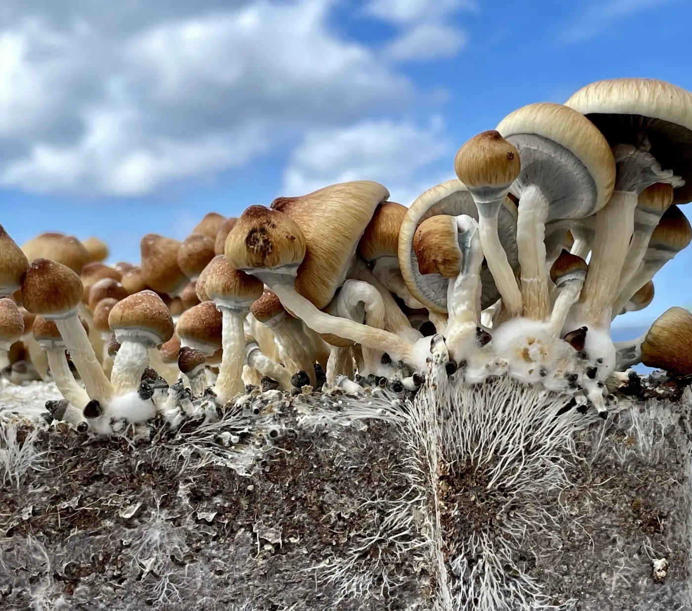 Fruiting & Harvesting Mushrooms