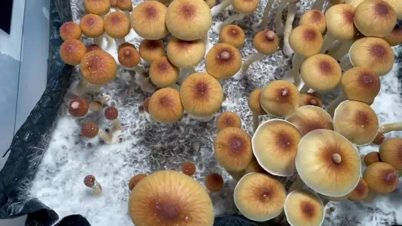 Full Flush of Cubensis