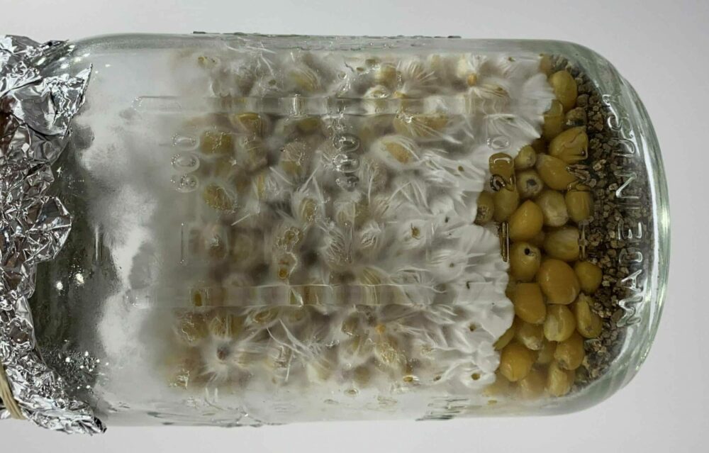 Preparing & Inoculating Grain Spawn