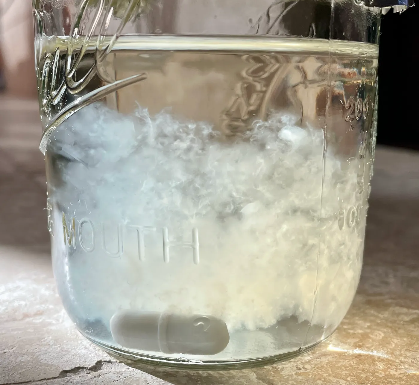 Close-up of a liquid culture jar with fluffy white mycelium floating in the broth
