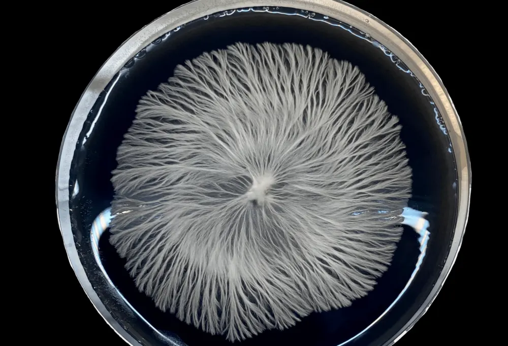 Germinating Mushroom Spores