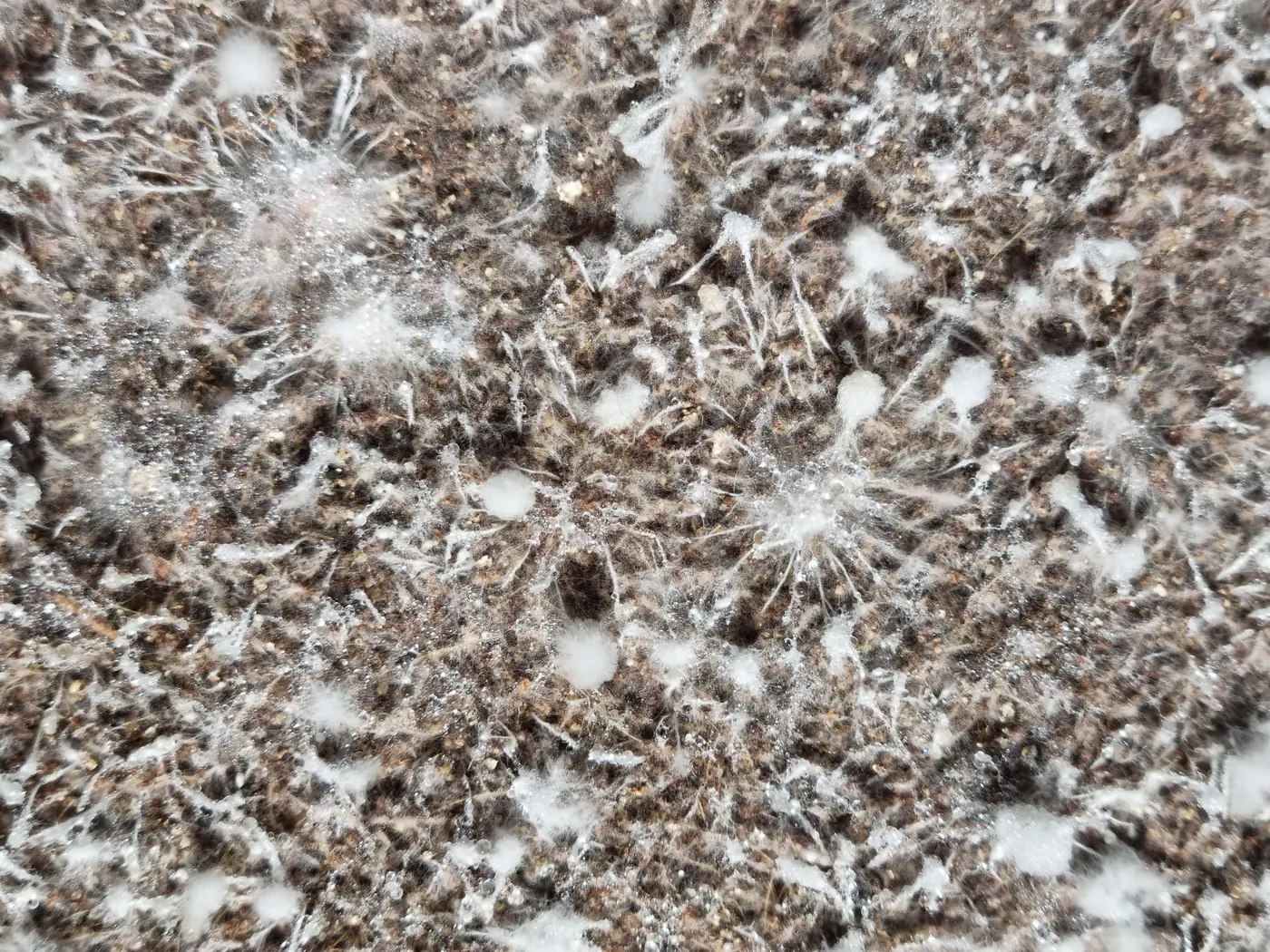 Close-up of mycelium strands with beads of moisture, ready to pin