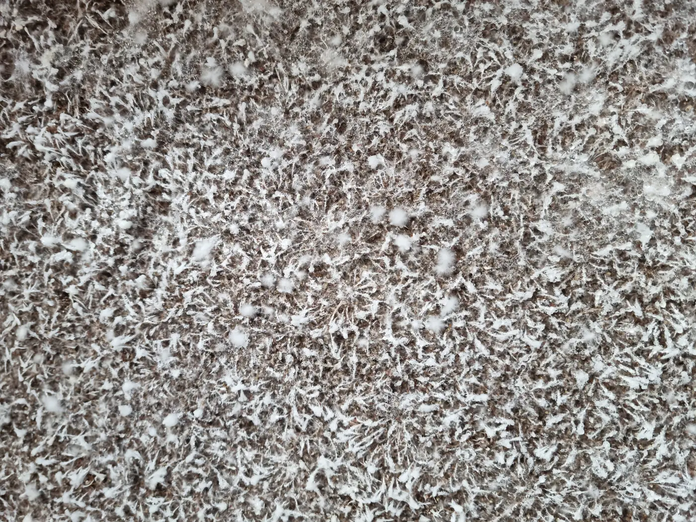 Rhizomorphic mycelium surface covered in tiny water droplets