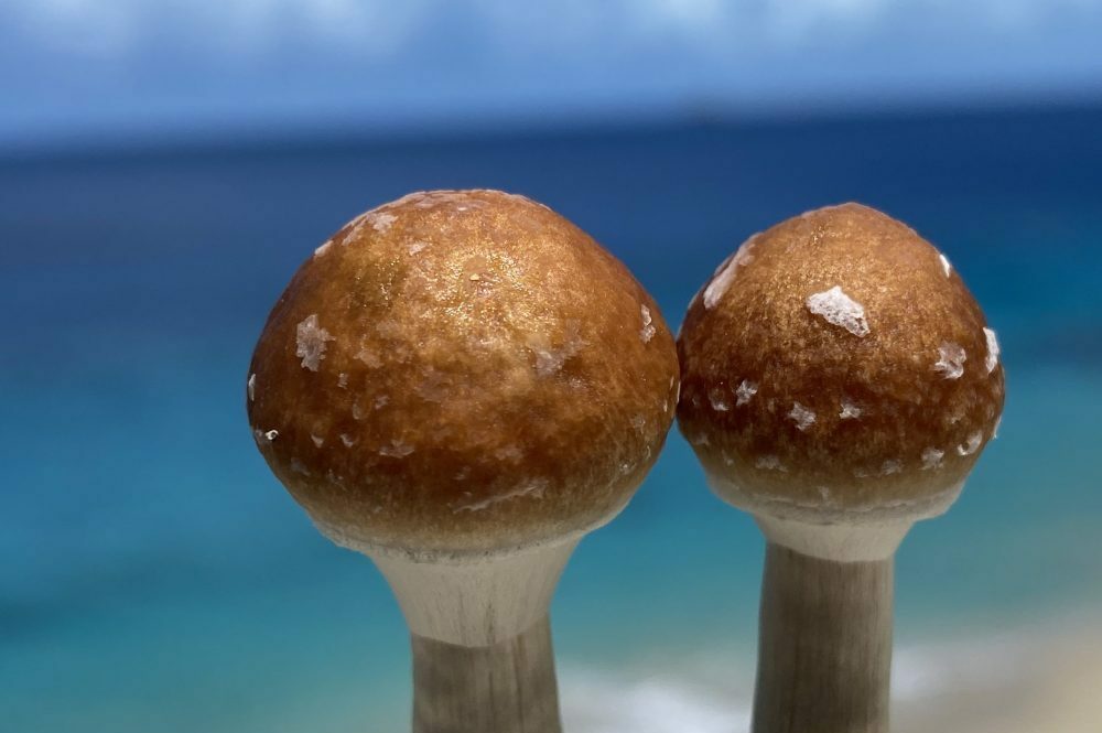golden teacher mushrooms