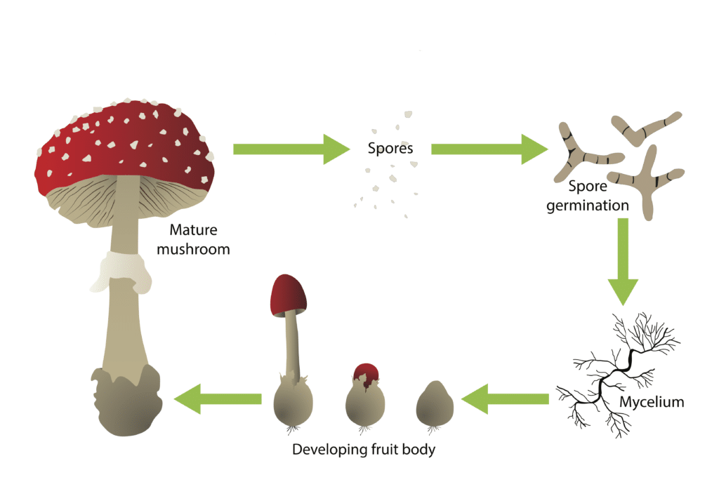 Mushroom lifecycle clean