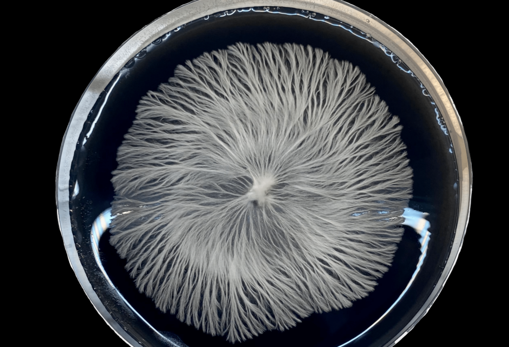 Magic mushroom mycelium in a petri dish