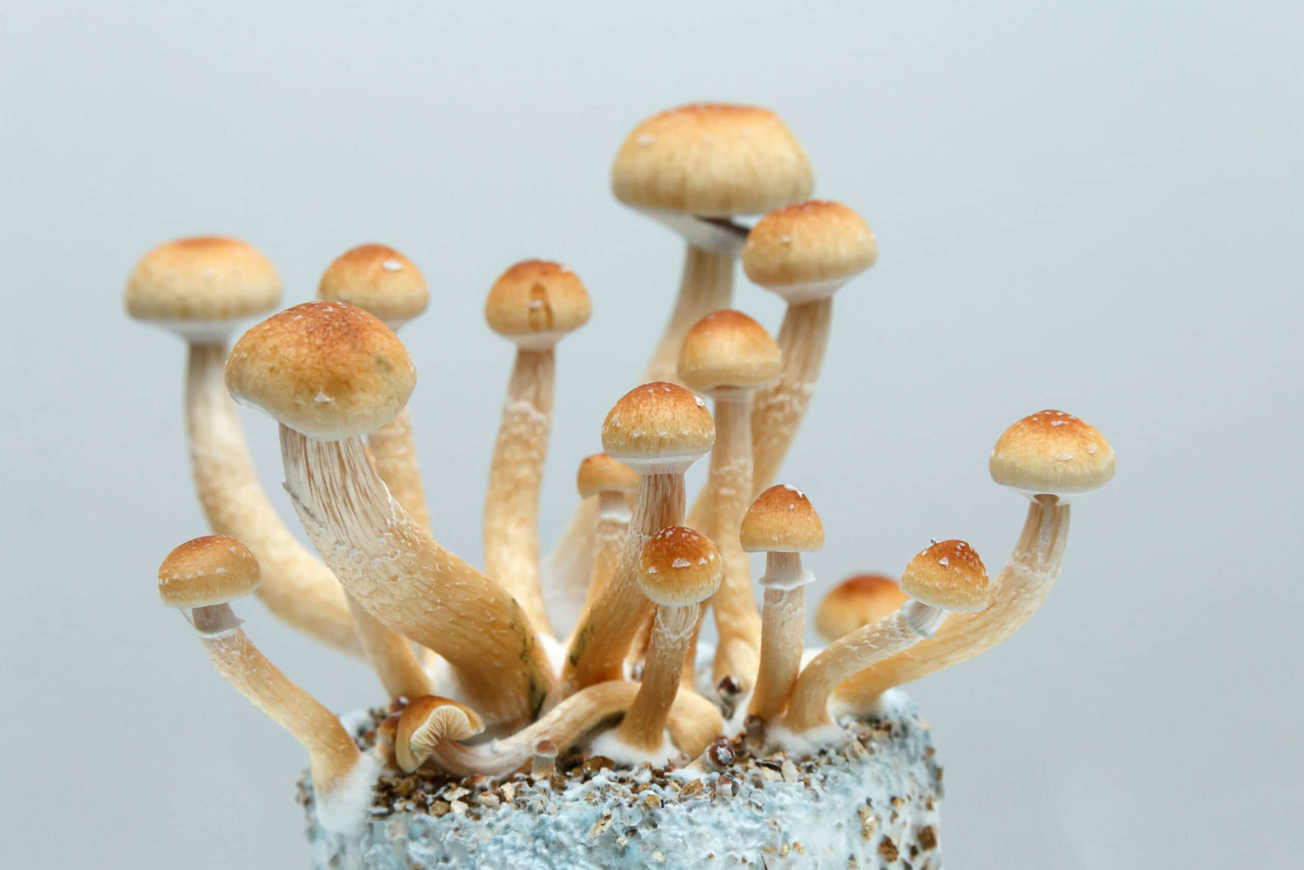 A fruiting mushroom