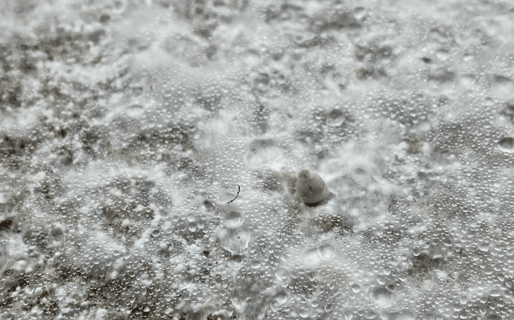 Harvesting Guide Fruiting And Harvesting Magic Mushrooms