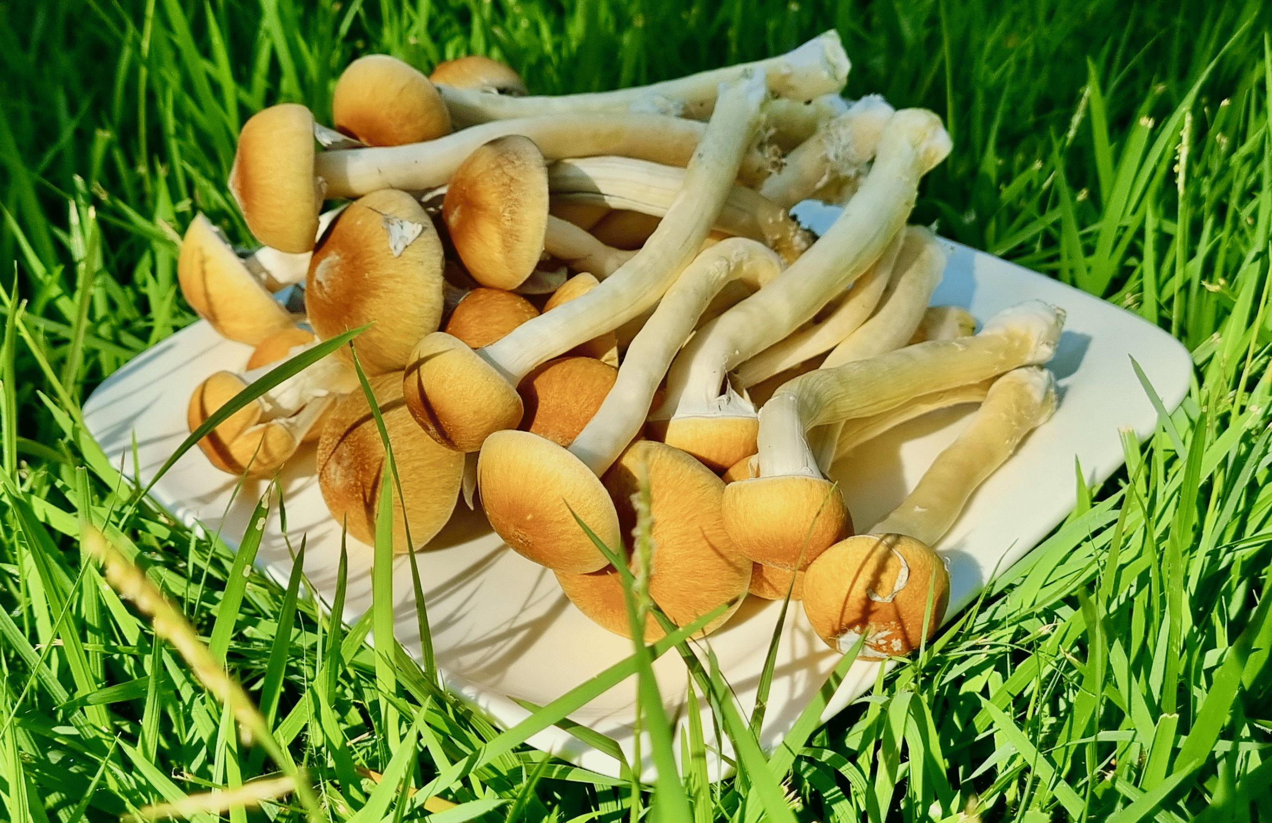 Freshly harvested psilocybe cubensis mushrooms