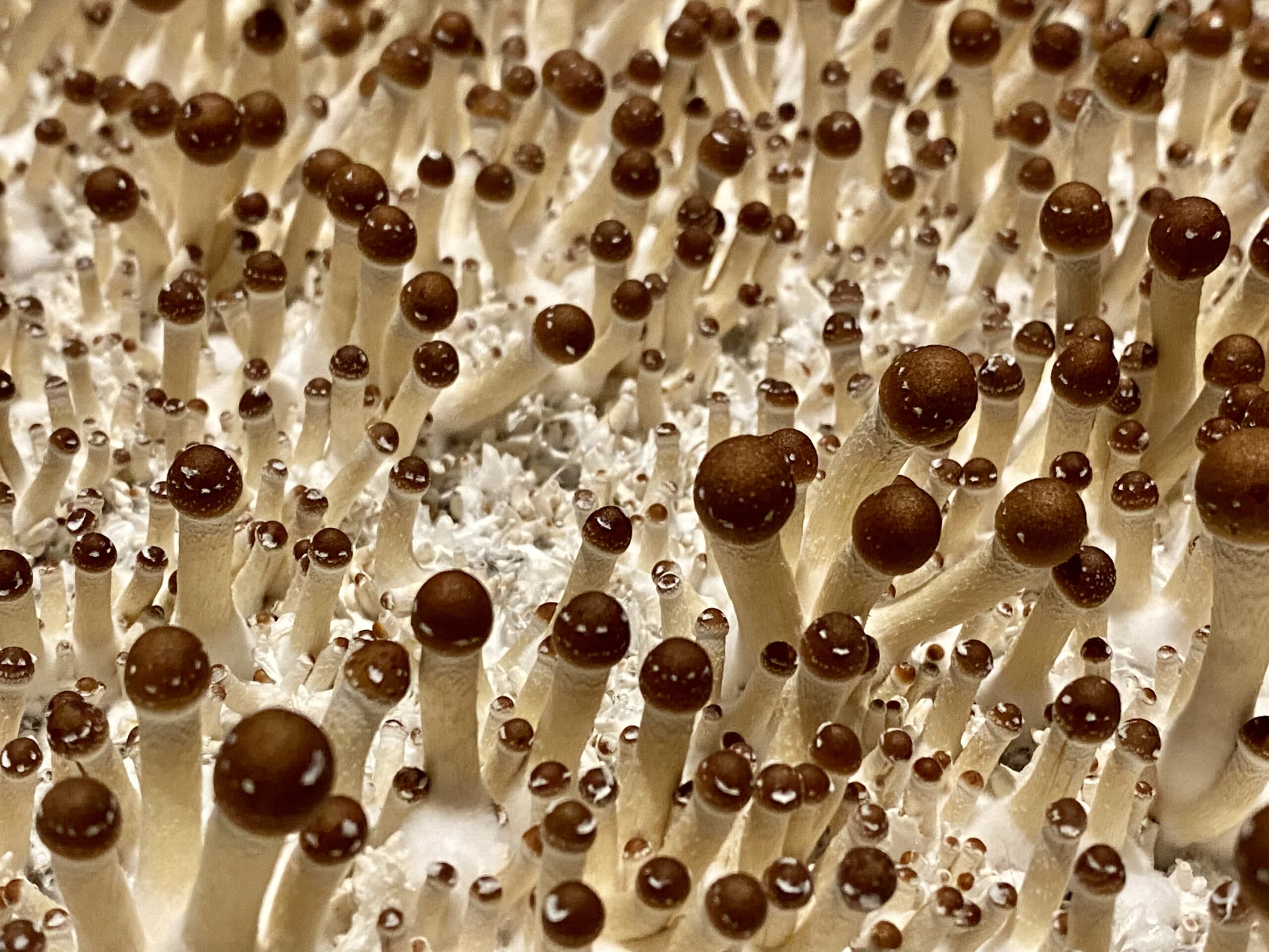 Tightly growing mushroom pins