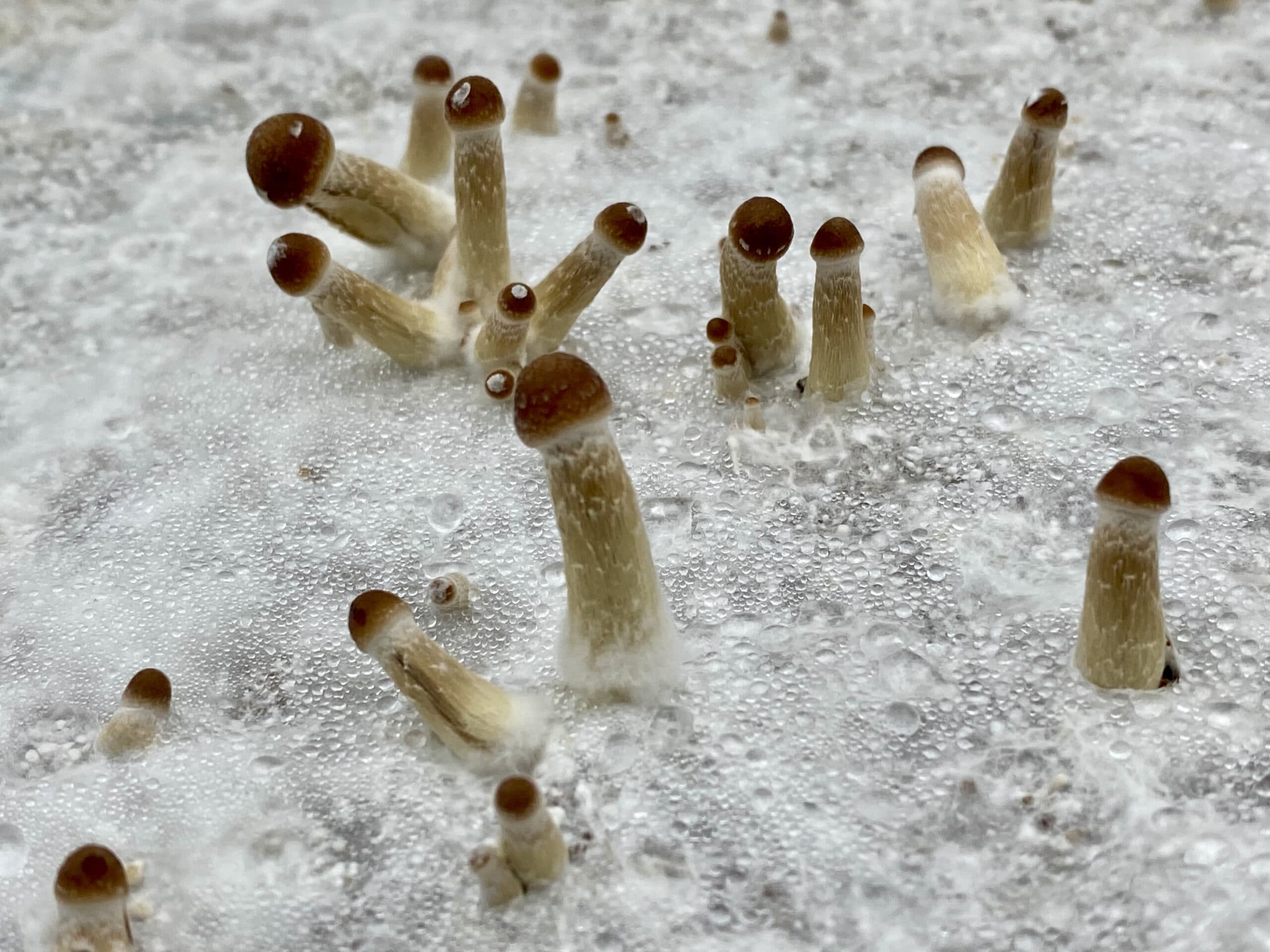 Growing mushroom pins