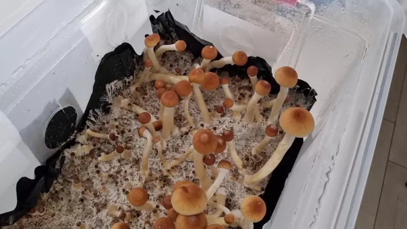 Twist to pluck mushrooms